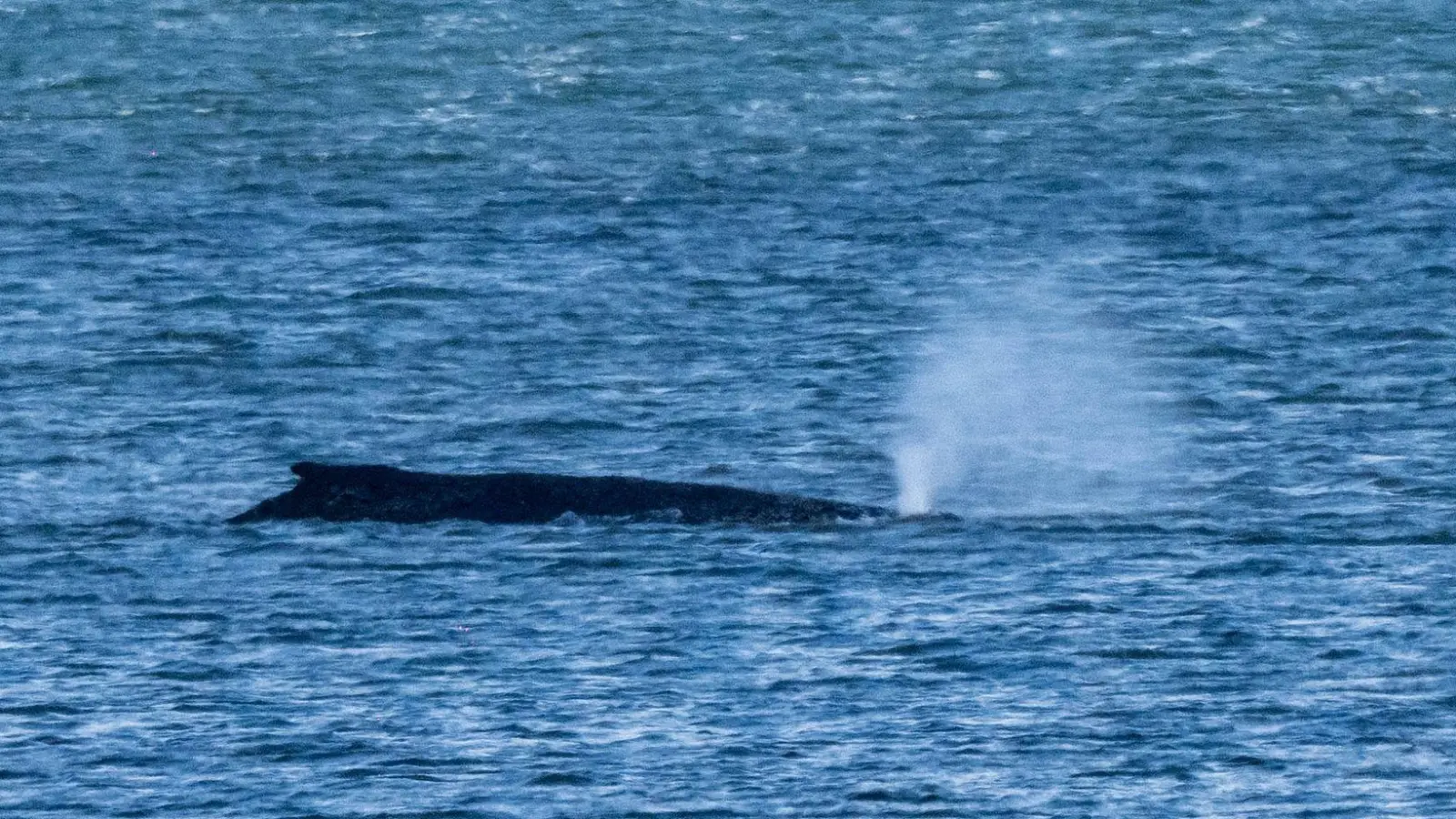 Der Buckelwal lag zuletzt vor der Insel Poel. (Archivbild)  (Foto: Stefan Sauer/dpa)
