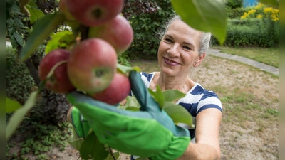 Frühäpfel können nicht lange gelagert werden, also lieber schnell ernten und essen. (Foto: Christin Klose/dpa-tmn)