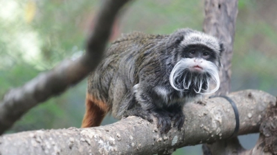 Ein Kaiserschnurrbart-Tamarin, der im Zoo in Dallas lebt. (Foto: Uncredited/Dallas Zoo via AP/dpa)