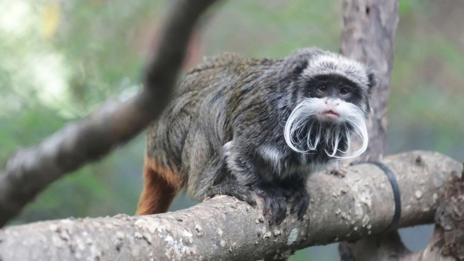 Ein Kaiserschnurrbart-Tamarin, der im Zoo in Dallas lebt. (Foto: Uncredited/Dallas Zoo via AP/dpa)
