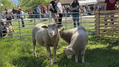 Ein beliebtes Fotomotiv sind die Schafe in den Pferchen. (Foto: Hans-Bernd Glanz)