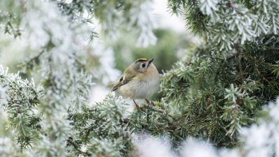 Frostig - aber wenig Aussicht auf Schnee.  (Foto: Silas Stein/dpa)