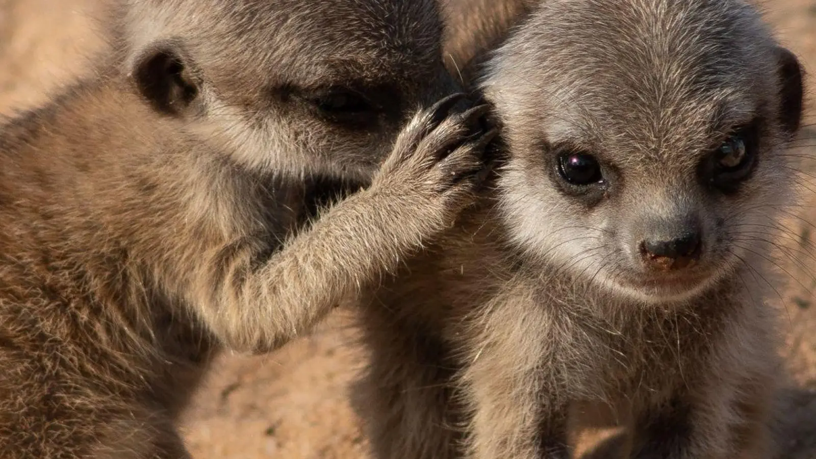 Erdmännchen leben in trockenen Regionen des südlichen Afrikas. (Foto: Vlad Demartsev/dpa)