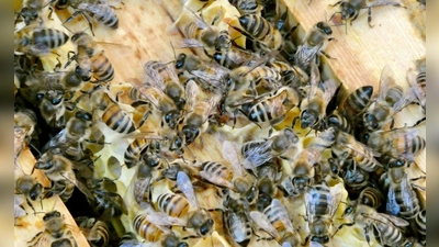 Die Bienen sind immer in Bewegung. (Archivbild) (Foto: Alina Grünky/dpa)