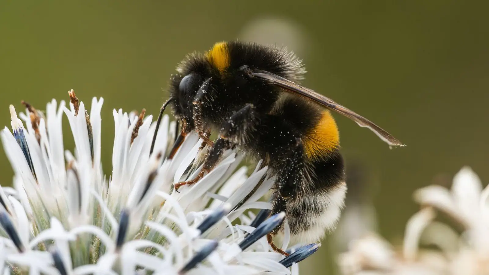 Zehn Prozent der Wildbienen sind in Europa bedroht (Archivbild) (Foto: Silas Stein/dpa)