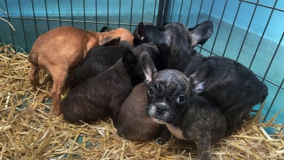 Im Advent boomt der illegale Welpenhandel laut dem bayerischen Landesverband des Deutschen Tierschutzbunds. (Archivbild) (Foto: Paul Zinken/dpa/dpa-tmn)