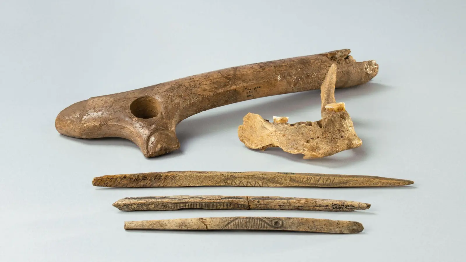 Aus der Maszycka-Höhle in Südpolen: Ein Stück eines menschlichen Kiefers sowie Knochen<br>und Geweihartefakte aus der Magdalenien-Kultur, die vor 19.000 bis 14.000 Jahren in großen Teilen Europas verbreitet war. (Foto: Susul/Iwaszko/Piatkiewicz/Archäologisches Museum Krakow/dpa)