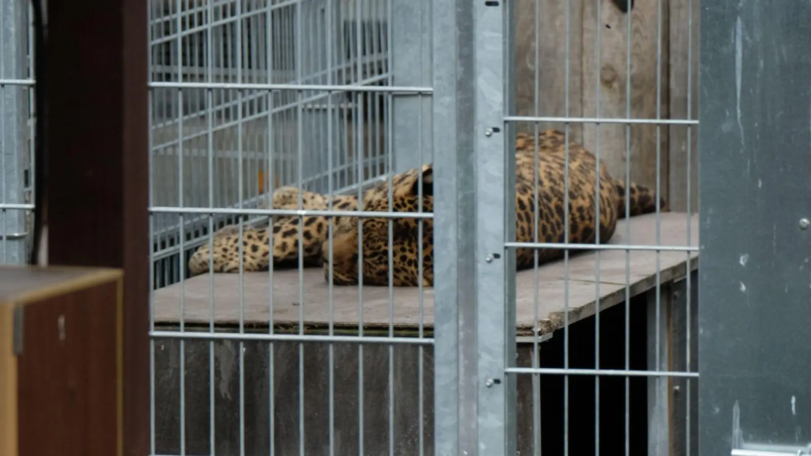 Leopard in einem Gehege: In der Slowakei werden Raubkatzen auch in kleinen Privatzoos gehalten. (Symbolbild) (Foto: Sebastian Willnow/dpa-Zentralbild/dpa)