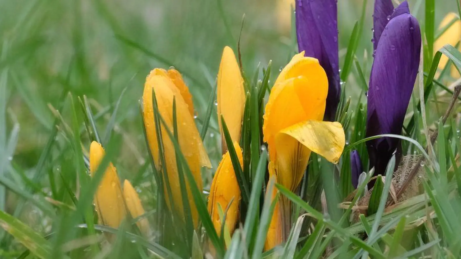 Milde Temperaturen und Sonne dürften in vielen Teilen Deutschlands in den kommenden Tagen dafür sorgen, dass weitere Blumen sprießen.  (Foto: Sebastian Willnow/dpa)