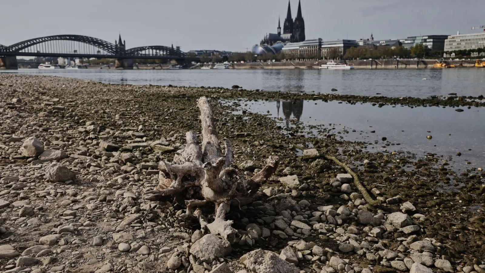 Das Niedrigwasser am Rhein bremste die deutsche Wirtschaft - dennoch legte sie im Sommer zu. (Archivbild) (Foto: Oliver Berg/dpa)