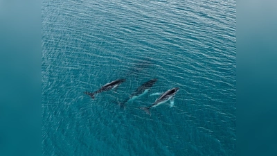 Forschende haben die Wanderung von Buckelwalen zwischen Gewässern östlich von Australien und Brasilien dokumentiert, bei denen Tiere mehr als 14.000 Kilometer zurücklegten. (Foto: -/Pacific Whale Foundation/dpa)