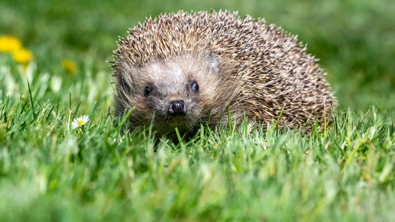 Der Igel ist zwar weit verbreitet, seine Bestände gehen aber zurück. (Archivbild) (Foto: Armin Weigel/dpa)