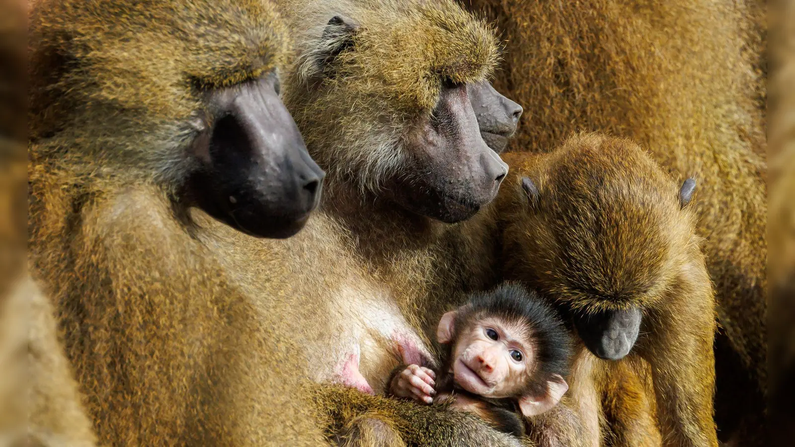 Der Tiergarten will in den kommenden Wochen prüfen, wie es mit den Pavianen weitergehen könnte. (Archivbild) (Foto: Daniel Karmann/dpa)