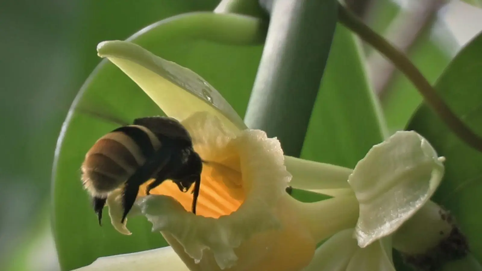 Bis 2050 könnten manche Vanillepflanzen mehr als die Hälfte ihrer natürlichen Lebensräume verlieren. (Foto: Charlotte Watteyn/Eurekalert/dpa)