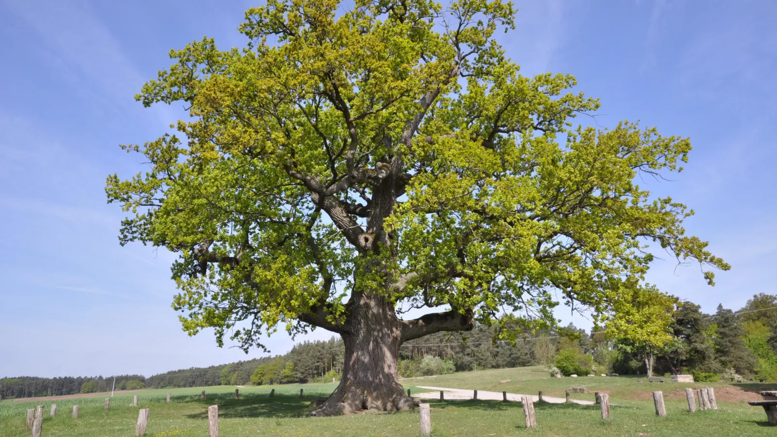 Der Naturpark Frankenhöhe enthält zahlreiche Naturschätze - einer davon ist die mächtige Kreuzeiche auf dem Bocksberg über dem Rezattal. Sie ist über 600 Jahre alt. (Foto: Manfred Blendinger)