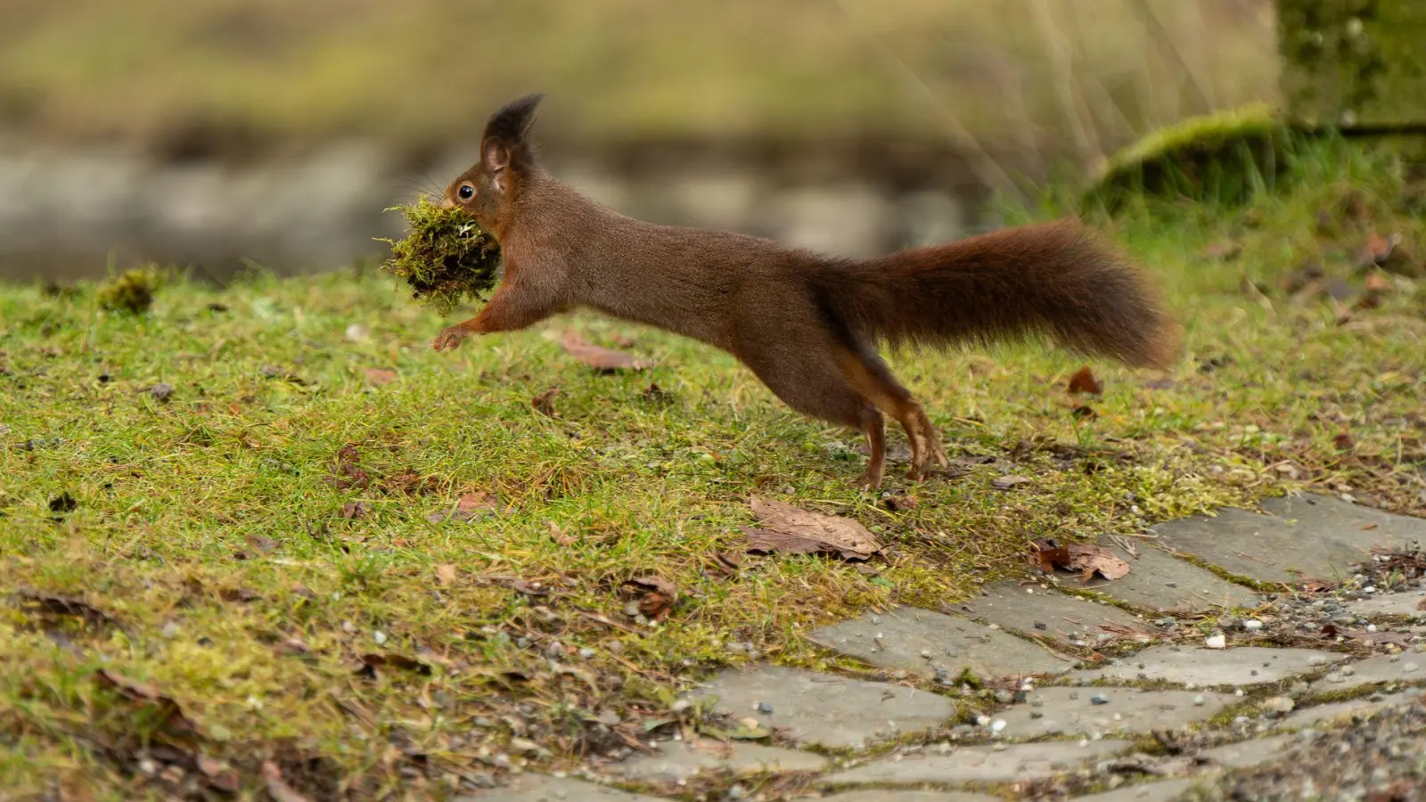 Ohne Moos nix los und Dämmung hilft! Ein Eichhörnchen springt im Schlosspark in Donaueschingen über einen Weg und hat dabei einen Ballen Moos in der Schnauze. Damit wird es wohl seinen Kogel polstern.  (Foto: Silas Stein/dpa)