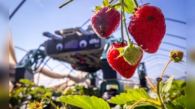 Roboter SHIVAA im Erdbeer-Einsatz. (Foto: Jens Büttner/dpa)
