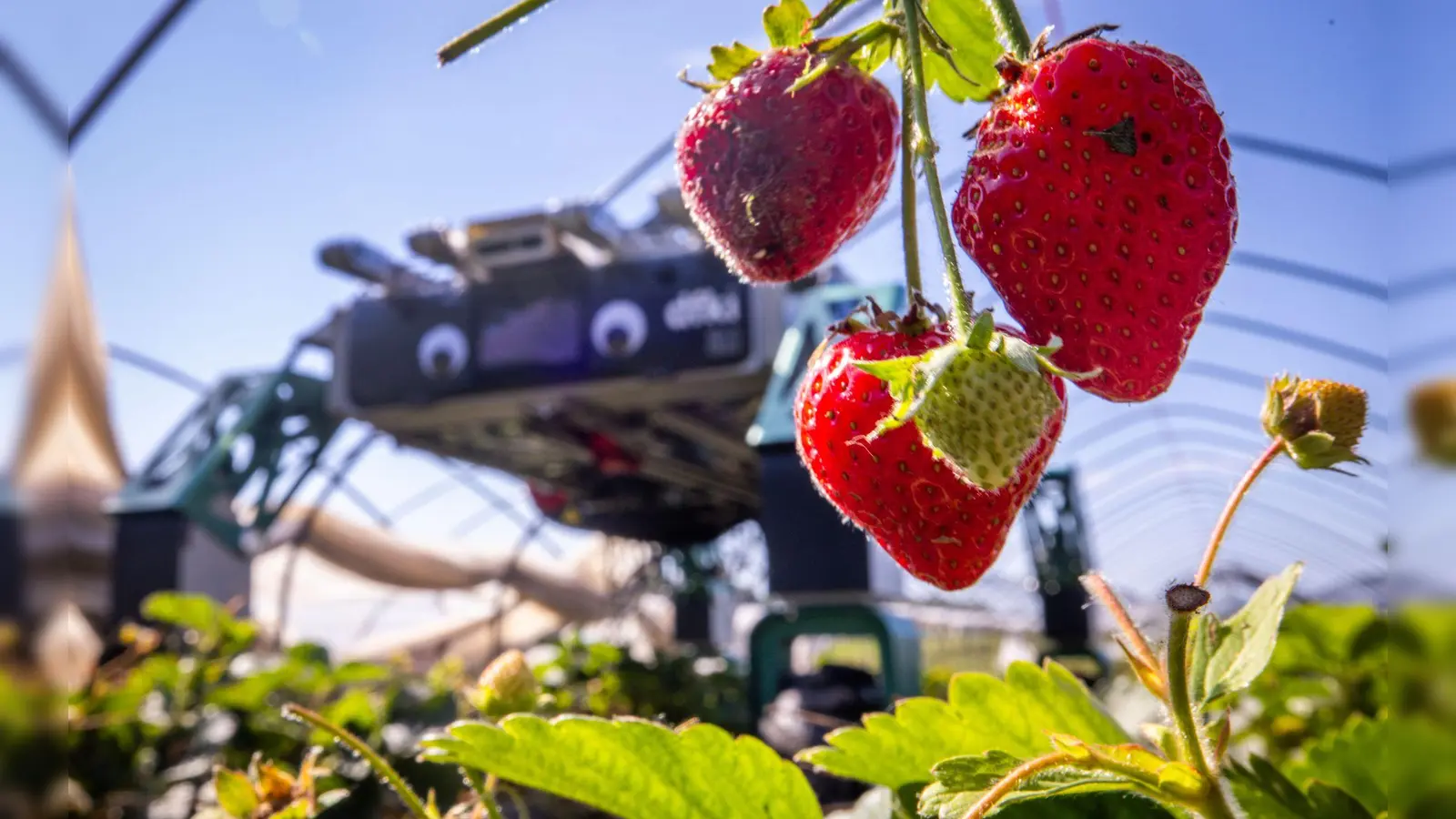 Roboter SHIVAA im Erdbeer-Einsatz. (Foto: Jens Büttner/dpa)