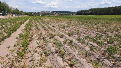 Die Kartoffelfelder litten im vergangenen Jahr extrem unter den fehlenden Niederschlägen von Juni bis August. (Archivfoto: AELF/Jürgen Hufnagel)
