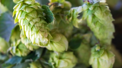 Die deutschen Hopfenbauern stehen laut Verbandsangaben vor einem grundlegenden Umbruch der Branche. (Archivbild) (Foto: Peter Kneffel/dpa)