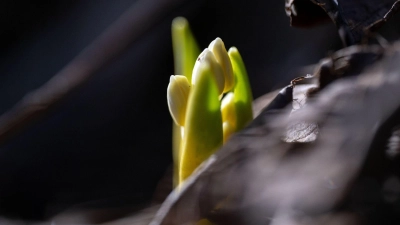 Mancherorts sind schon erste Vorboten des Frühlings zu sehen. (Symbolbild) (Foto: Pia Bayer/dpa)