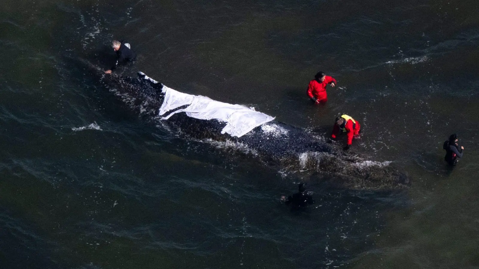 Der Wal steckt bis mindestens Sonntag weiter vor der Insel Poel fest. (Foto: Philip Dulian/dpa)