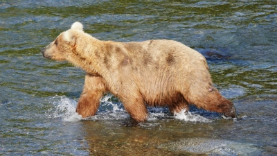 Zwölf Braunbären lieferten sich im Katmai-Nationalpark eine Woche lang ein Rennen um den kuriosen „Fat Bear“-Titel. Bärin Grazer (mit der Kennzahl 128) konnte überzeugen. (Foto: Boak/National Park Service/dpa)