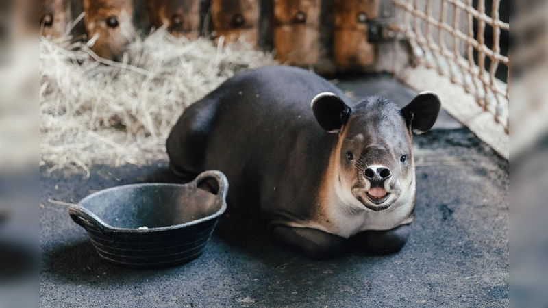 Tapir Mattheo erkundet jetzt das umgestaltete Nashornhaus des Tierparks.  (Foto: Stephan Schumann/Tierpark Hellabrunn/dpa)