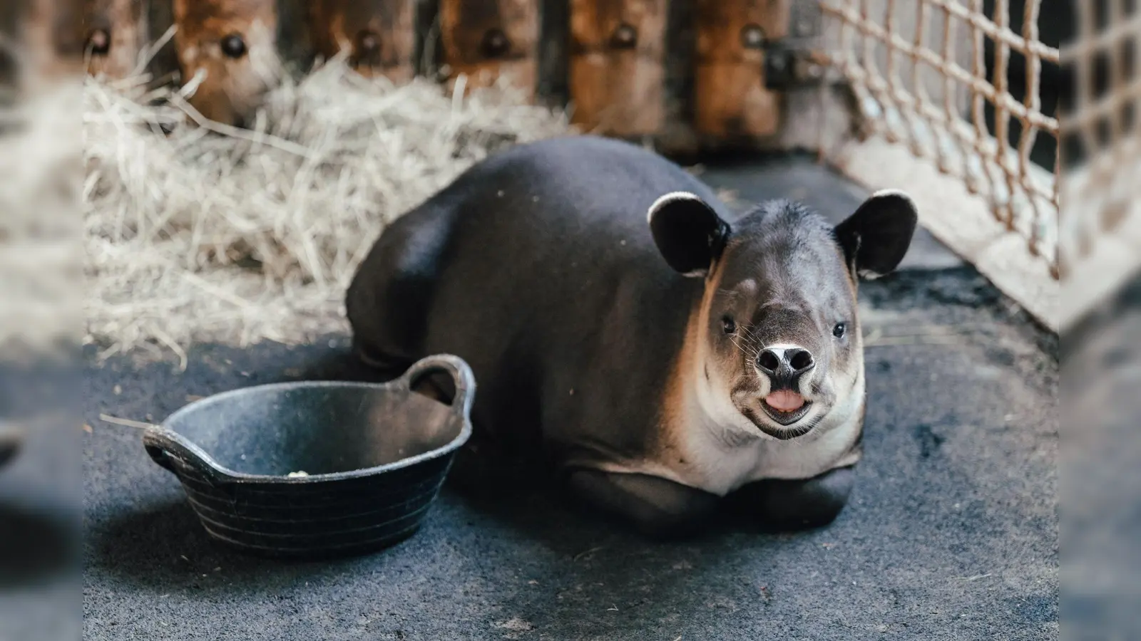 Tapir Mattheo erkundet jetzt das umgestaltete Nashornhaus des Tierparks.  (Foto: Stephan Schumann/Tierpark Hellabrunn/dpa)