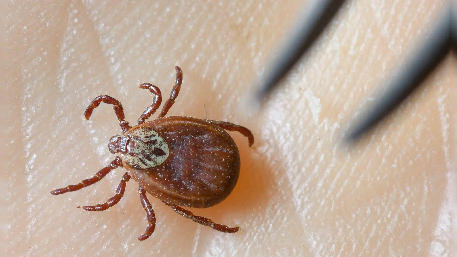 Es ist auch mit weiter steigenden Zahlen zu rechnen, warnte die Stuttgarter Parasitologin Ute Mackenstedt im Vorfeld des 8. Süddeutschen Zeckenkongress in Stuttgart.(Symbolbild) (Foto: Patrick Pleul/dpa-Zentralbild/dpa)