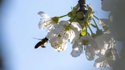 Die Kirschblüte in Franken ist noch in vollem Gange. (Archivbild) (Foto: Pia Bayer/dpa)