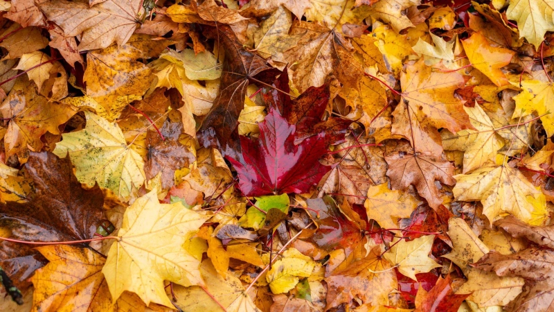 Das Wetter in Bayern zeigt sich weiter herbstlich. (Archivbild) (Foto: Daniel Vogl/dpa)