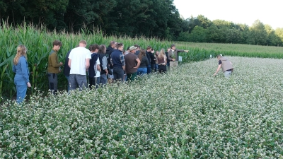 Im Buchweizenfeld: Am Feldtag in Triesdorf, Ende Juli, wurden die angebauten Sorten genau begutachtet und Erfahrungen ausgetauscht. (Foto: Michael Norys)