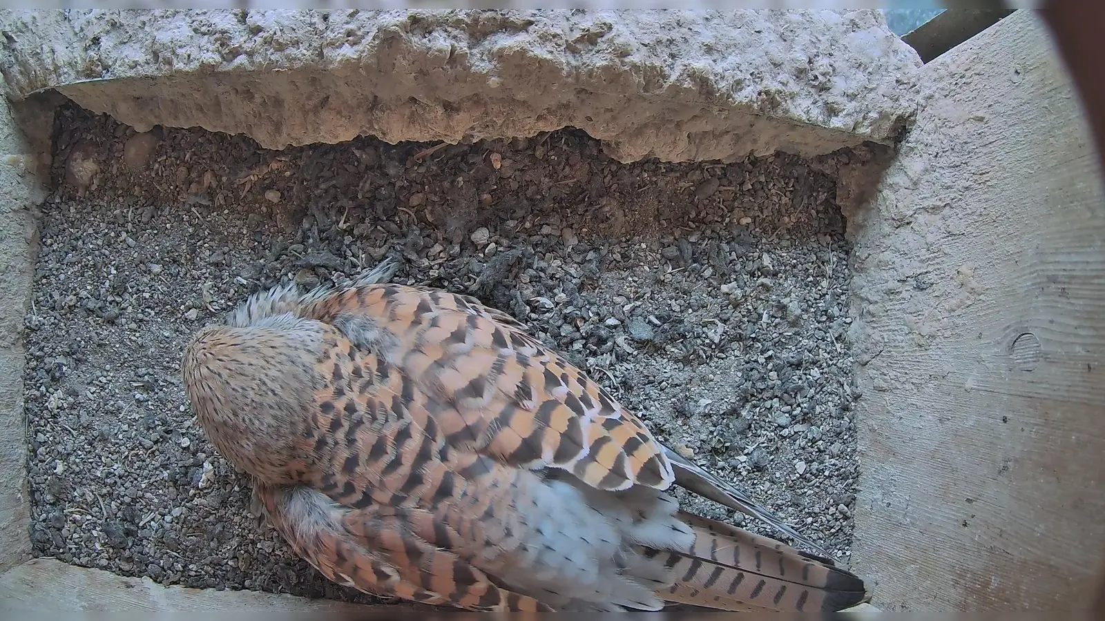Blick ins Falkennest: Ungestört sitzt das Muttertier im Nistkasten im großen Turm der Luitpoldschule und brütet die Eier aus. (Foto: Jenny Weid)