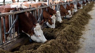 Die Haltungsbedingungen von Nutztieren spielen eine immer größere Rolle - Landwirte in Bayern haben daher ein großes Interesse an Fördergeldern für den Umbau oder Neubau von Stallungen. (Illustration) (Foto: Daniel Vogl/dpa)