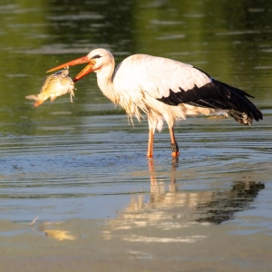 Die Karpfensaison hat begonnen - gesehen in Rohensaas (Foto: Herbert Nitsche)