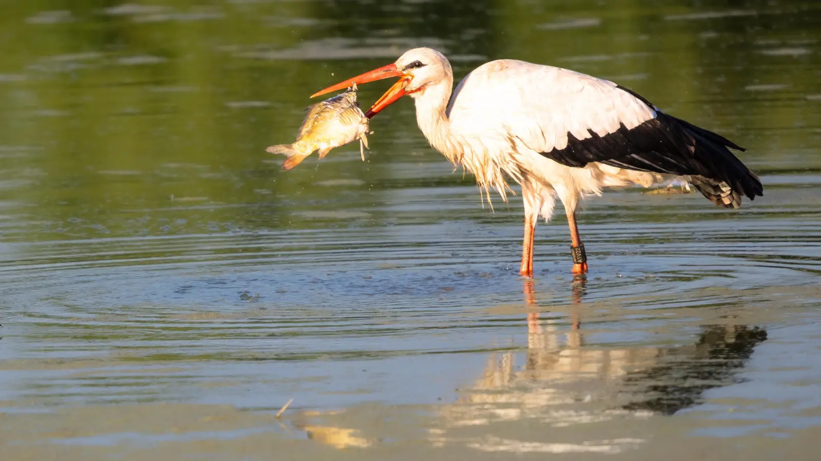 Die Karpfensaison hat begonnen - gesehen in Rohensaas (Foto: Herbert Nitsche)