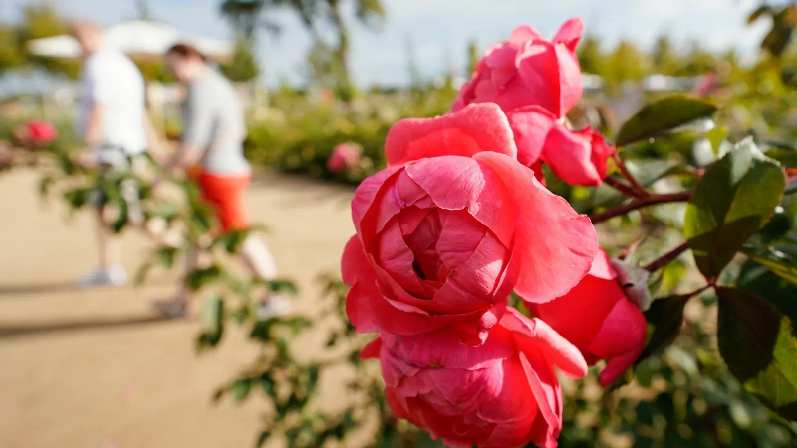 Rosen blühen auf dem Gelände der Bundesgartenschau in Mannheim. (Foto: Uwe Anspach/dpa)