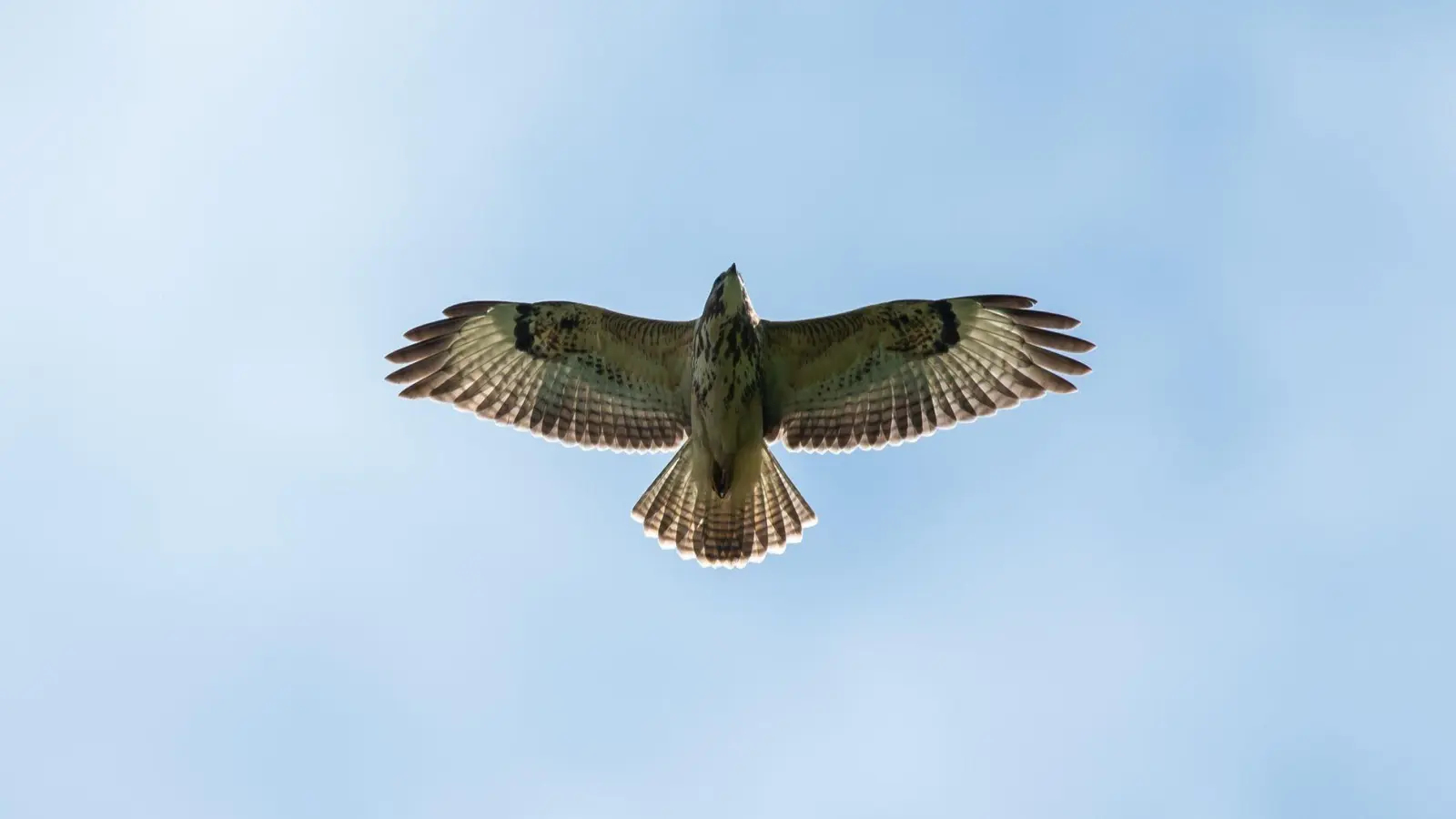 Ein Bussard hat auf der Autobahn die Kollision mit einem Wagen überlebt. (Symbolfoto)  (Foto: Silas Stein/dpa)