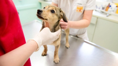 Keine OP nötig: Ein Hormonchip kann dem Hund ohne Narkose eingesetzt werden. (Foto: Inga Kjer/dpa-tmn)