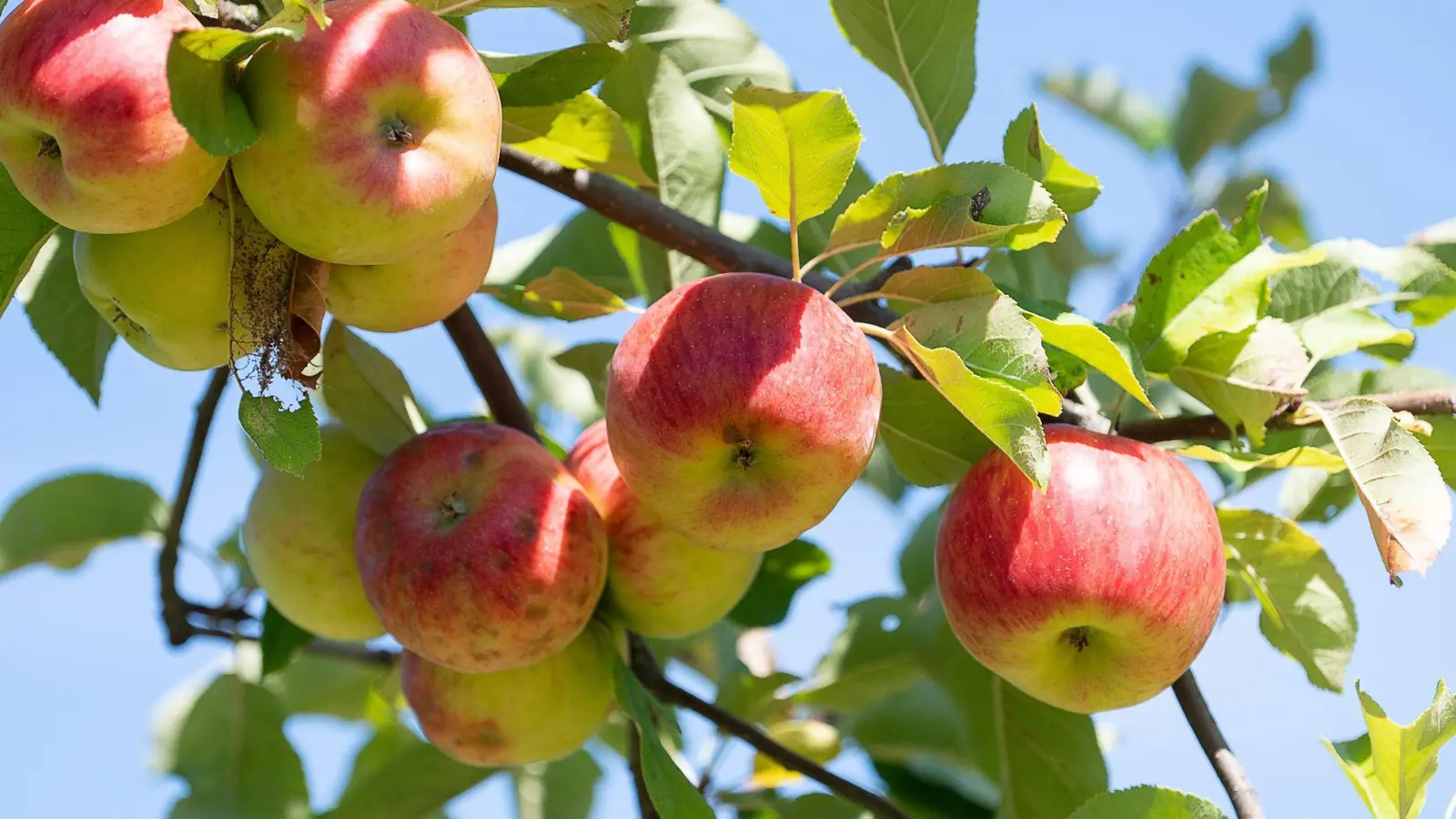 Streuobstwiesen sehen nicht nur schön aus, sie sind auch extrem artenreich. (Archivbild) (Foto: Sebastian Gollnow/dpa)