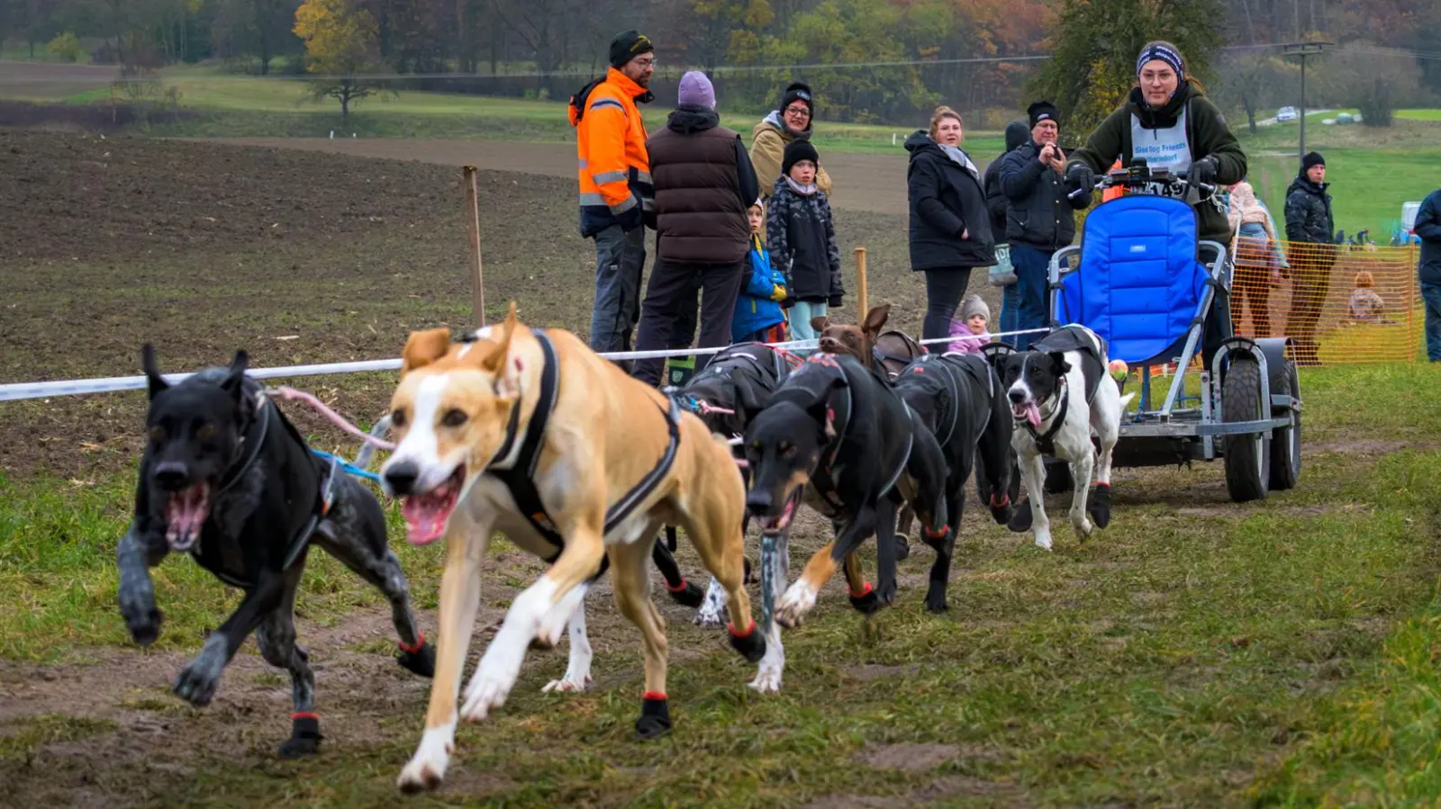Nach dem Bellen ging es ans Rennen. Unterteilt waren die Startklassen in reinrassige und nicht-reinrassige Gespanne. (Foto: René Chlopotowski)