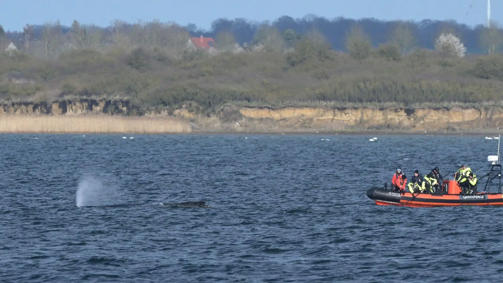 Der Buckelwal war zunächst in der Nacht zum 23. März auf einer Sandbank in Schleswig-Holstein am Timmendorfer Strand gestrandet. (Foto: Stefan Sauer/dpa)