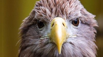 Dem Seeadler geht es inzwischen wieder besser. (Archivbild) (Foto: Jens Büttner/dpa)