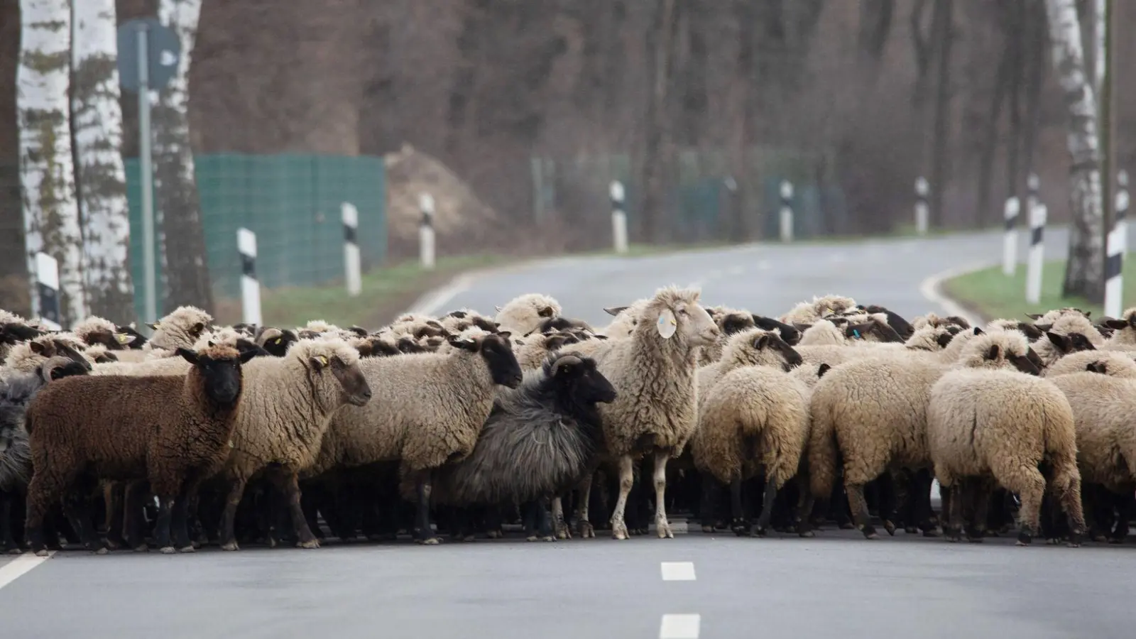 Eine querende Schafsherde ist in Schwaben von einem Auto angefahren worden. (Symbolbild) (Foto: Raphael Knipping/dpa)