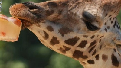 Eine Giraffe frisst ein Eis im Zoo von Barcelona. (Foto: David Zorrakino/EUROPA PRESS/dpa)