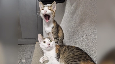 Mayla und Bella sind sechs Monate alt und würden sich über ein neues Zuhause freuen. (Foto: Myriam Reichert)