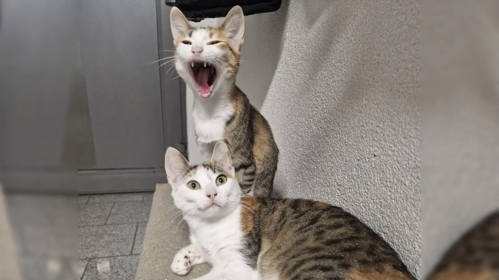 Mayla und Bella sind sechs Monate alt und würden sich über ein neues Zuhause freuen. (Foto: Myriam Reichert)