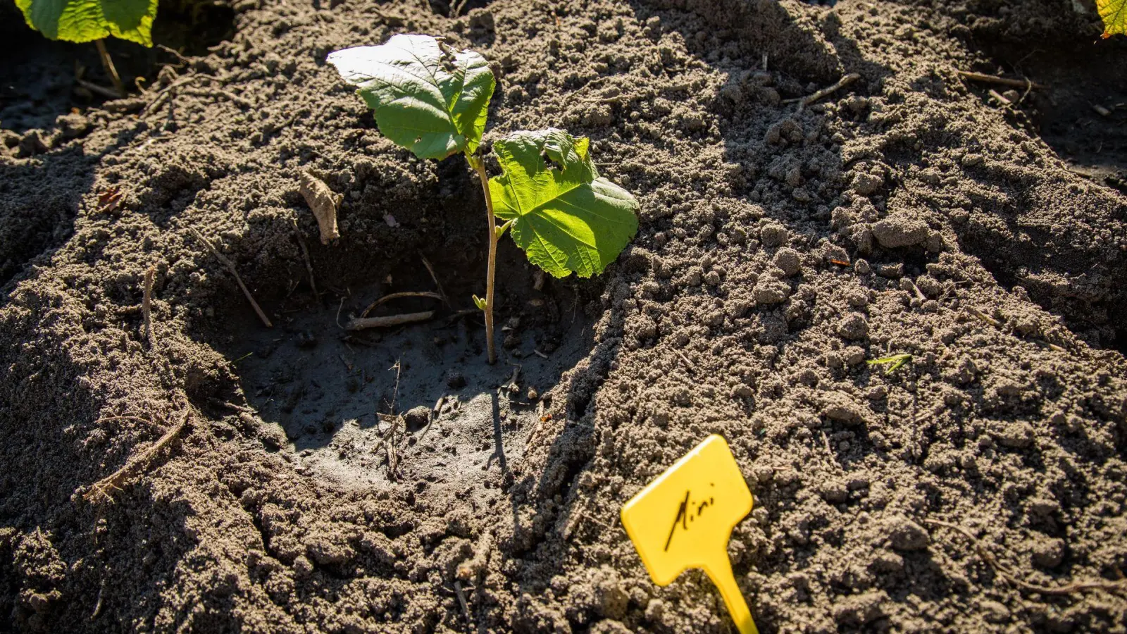 Grüner Nachwuchs: Aus jungen Trieben lassen sich im Sommer und Herbst mit wenigen Handgriffen neue Pflanzen ziehen. (Foto: Christin Klose/dpa-tmn)