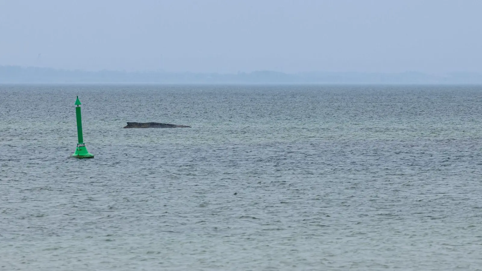 Gegen eine mögliche Tötung des Wals, um ihn von seinen Leiden zu erlösen, spricht laut Expertin einiges. (Foto: Ulrich Perrey/dpa)